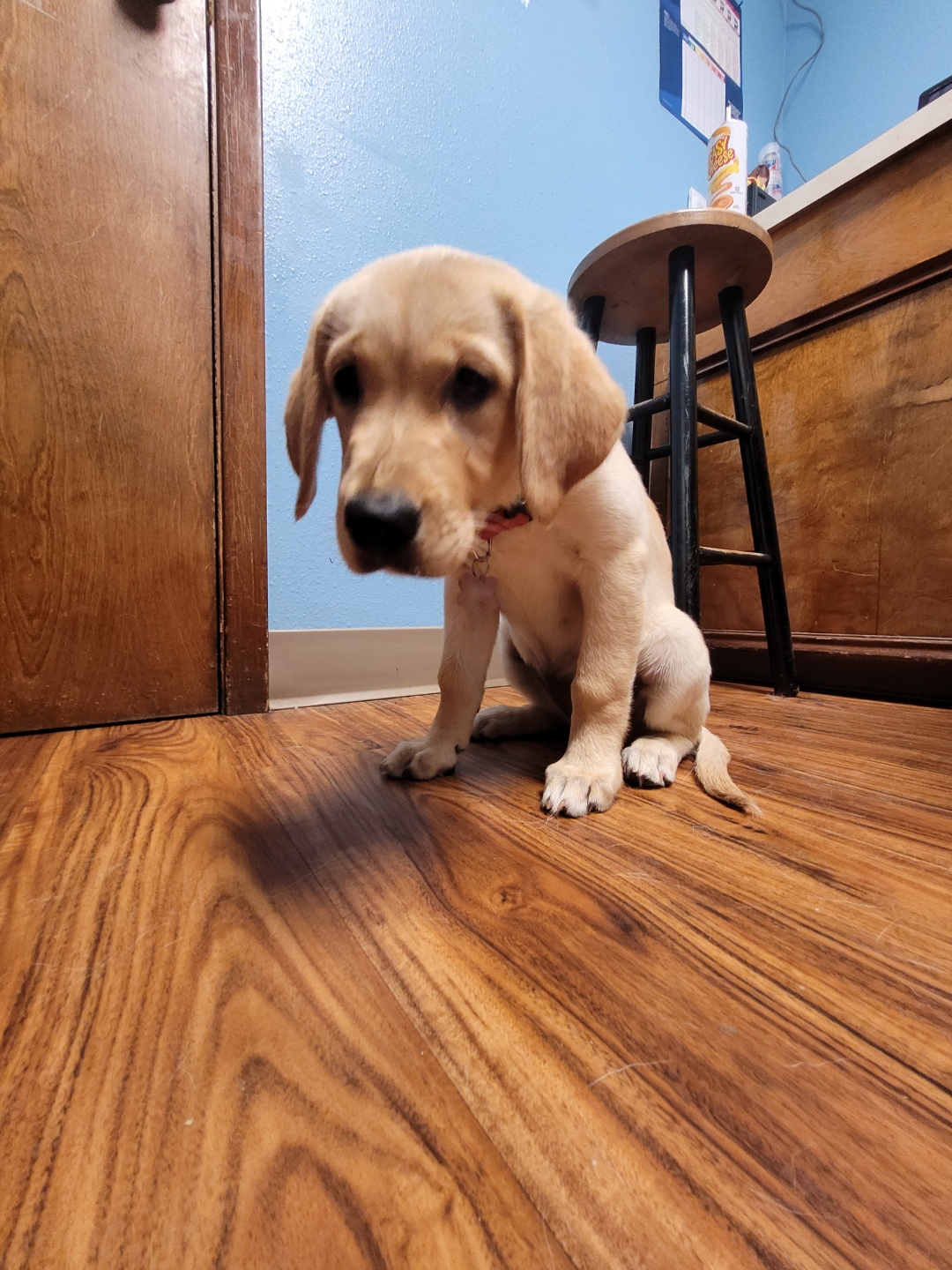 Nacogdoches, Texas Nacogdoches Animal Hospital